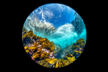 California Kelp Bed fisheye perspective