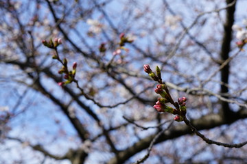 桜のつぼみ