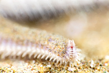 Eye of a starfish