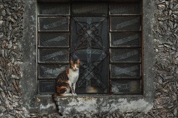 Gato en la ventana 