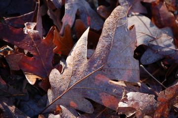 Fallen leaves