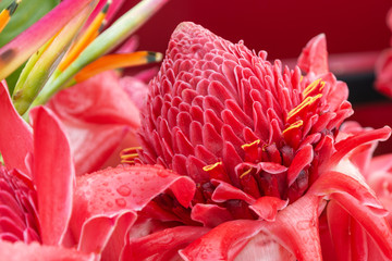 Closeup of beautiful Red Torch Ginger Flower with water drops on petals from a garden in Maui, Hawaii