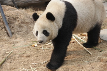 Fototapeta premium Giant Panda in Baoding, China