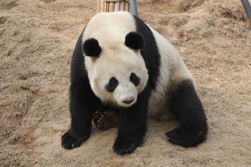 Giant Panda in Baoding, China