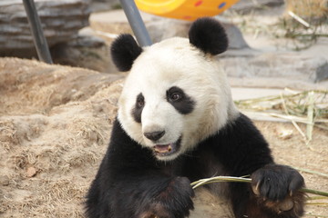 Obraz premium sweet Face of Female Panda, China