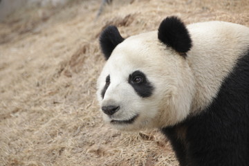 Fototapeta premium Giant Panda in Baoding, China