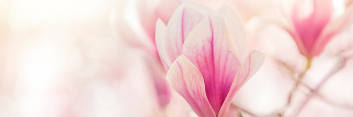 magnolia flowers background - obrazy, fototapety, plakaty