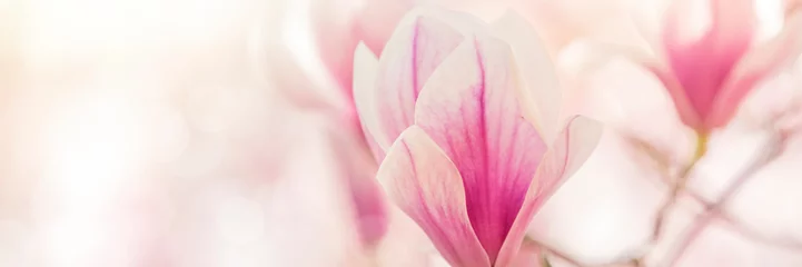 Foto op Plexiglas magnolia flowers background © Mariusz Blach