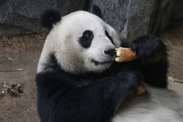 Obraz premium Giant Panda is Eating Bamboo Shoot, China