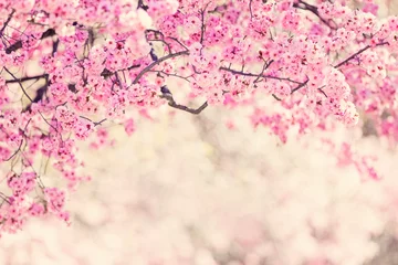 Foto op Canvas Cherry tree blossom background © Mariusz Blach