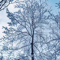 Frozen tree view in Huangshan National park. China