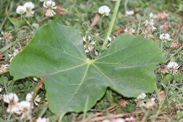 Tongue Nut Leaf