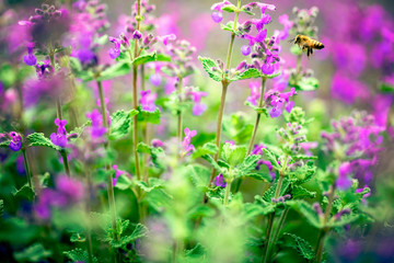 purple flowers in the garden close-up