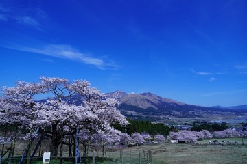 桜の花が満開の観音桜公園から見た阿蘇山