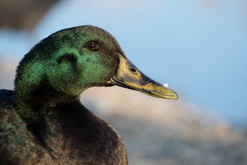 Cayuga Duck Profile