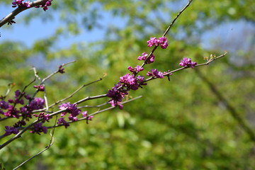 Cercis chinensis (Chinese redbud)