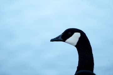 Canada Goose Profile 