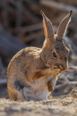 Desert Cottontail Rabbit 