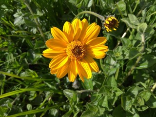 Flores del campo