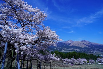 桜の花が満開の観音桜公園から見た阿蘇山