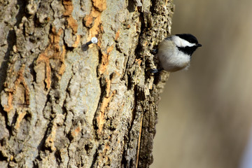Black-capped Chickadee