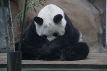 Fototapeta premium Chubby Giant Panda is Sleeping on Sitting Position as if she is doing Meditation