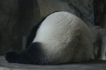 Fototapeta na wymiar Blur Photo of beauty Curve of Female Panda, China