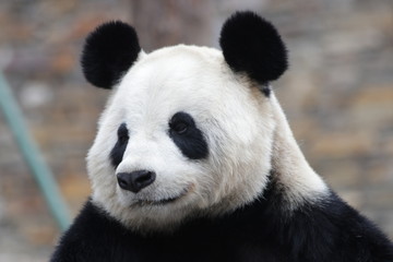 Close up Sleeping Giant Panda Face, China