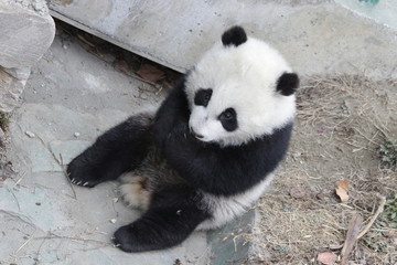 Fototapeta premium Little Baby Panda Cub Sitting on the Yard,China