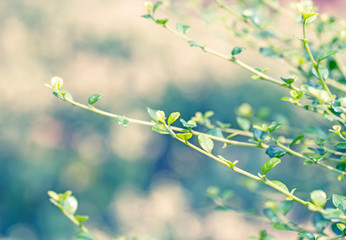 Blurred nature background, tree leaves frame