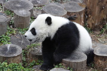 Obraz premium Little Baby Panda Cub is Exploring his Playground, China