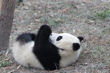 Little Panda Rolling on the Yard, China