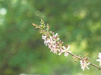 Flower background nature green blur