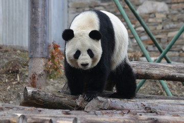 Obraz na płótnie Canvas Fluffy Giant Panda Exploring his Area