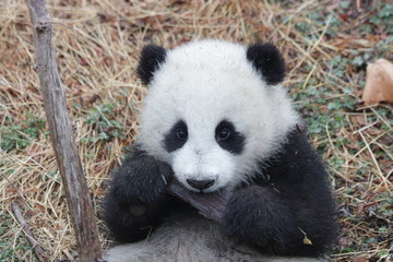 Fototapeta na wymiar Little baby Panda Cub is Having a Good Time in his Playground