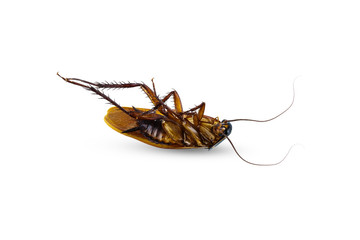 Dead cockroach supine upside isolated on white background
