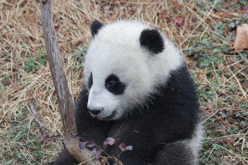 Fototapeta premium Cute Happy Baby Panda Cub on the Yard, China