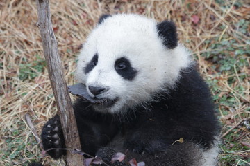 Fototapeta na wymiar Little Baby Panda Cub with a Pebble in her mouth, China