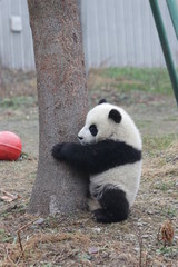 Little baby Panda Cub is Having a Good Time in his Playground