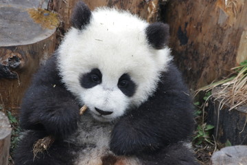 Fototapeta premium Little baby Panda Cub is Having a Good Time in his Playground