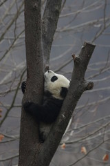 Obraz premium Little Baby Panda Cub and A Tree, China
