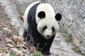 Obraz premium Fluffy Giant Panda Exploring his Area