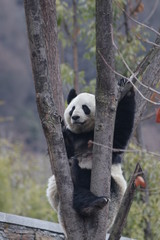 Panda Cub on the Tree, Chengdu, China