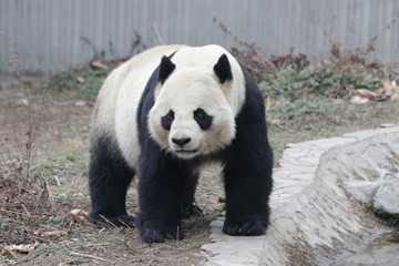 Fototapeta premium Fluffy Giant Panda Exploring his Area