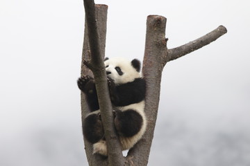 Obraz premium Little Baby Panda Cub on the Tree, China