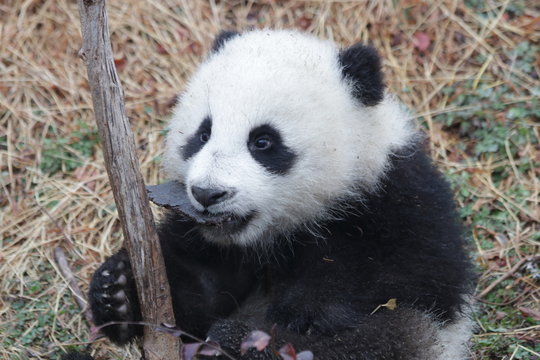 Little Baby Panda Cub with a Pebble in her mouth, China