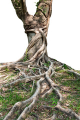 Trunk and big tree roots spreading out beautiful in the tropics. The concept of care and environmental protection.