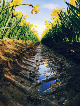 Iris field with tire tracks