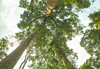 Tall tree