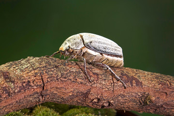Edible insects : White grub beetle (Lepidiota stigma Fabricius), edible beetle from southern Thailand. Edible insects live in nature. Entomophagy, other natural sources of nutrients. Exotic food